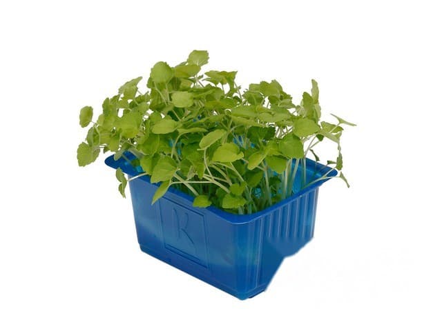 Atsina Cress- Koppert Cress, Monster