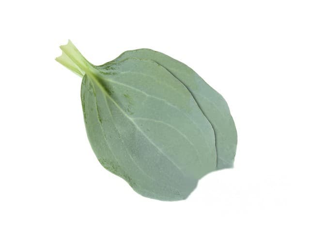 Oesterblaadjes - Koppert Cress, Monster