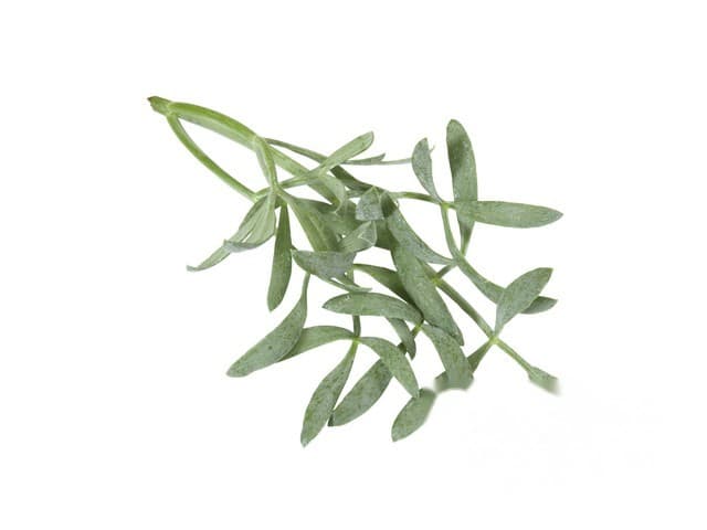 Zeevenkel - Koppert Cress, Monster