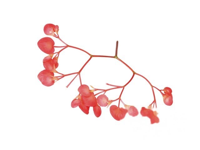 Apple Blossom - Koppert Cress, Monster