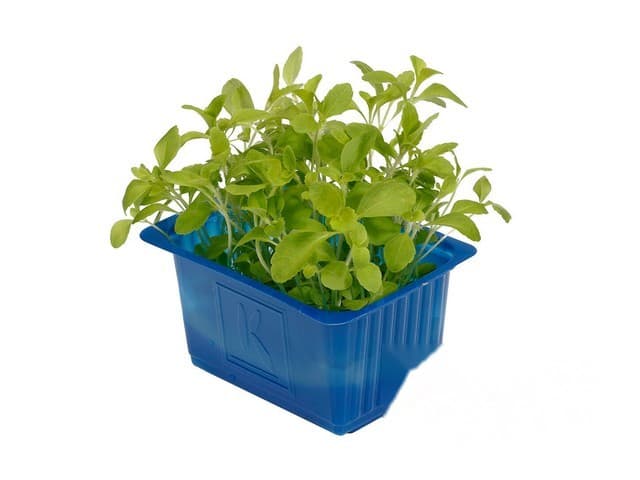 Honney cress - Koppert Cress, Monster