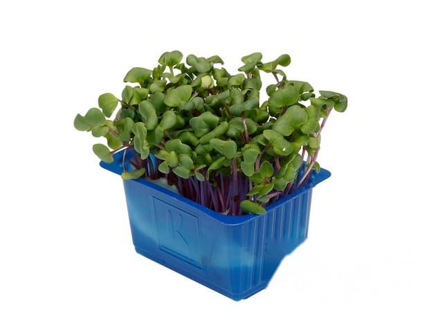 Chili Cress- Koppert Cress, Monster