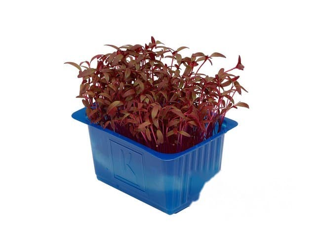 Scarlet - Koppert Cress, Monster