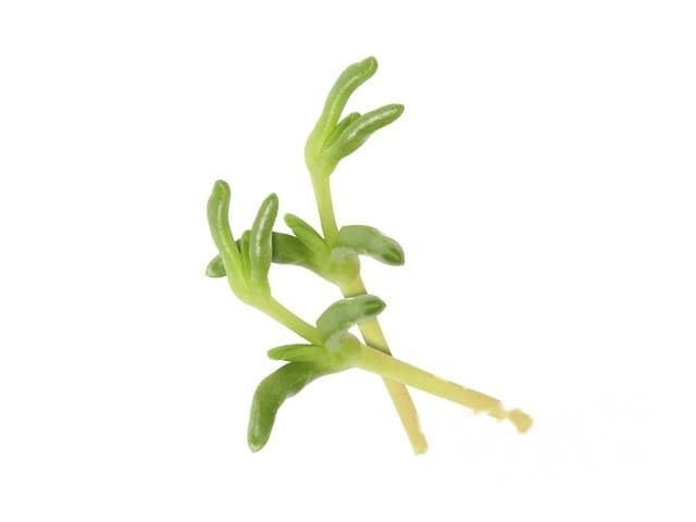 Salty Fingers - Koppert Cress, Monster