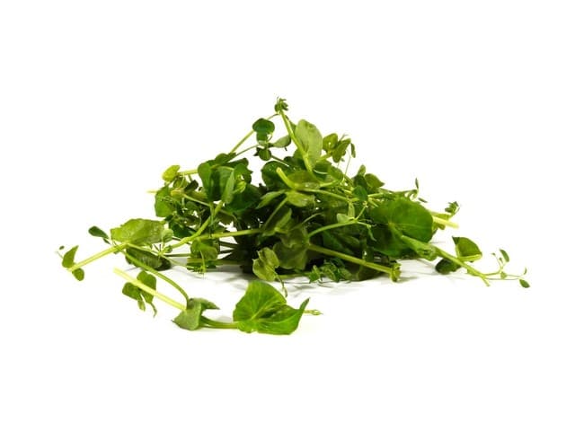 Salad Pea ´Crazy Pea´- Koppert Cress, Monster