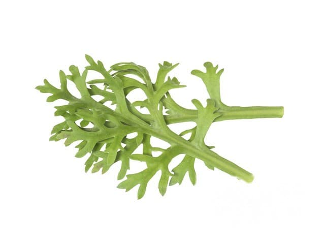 Kikuna Leaves - Koppert Cress, Monster