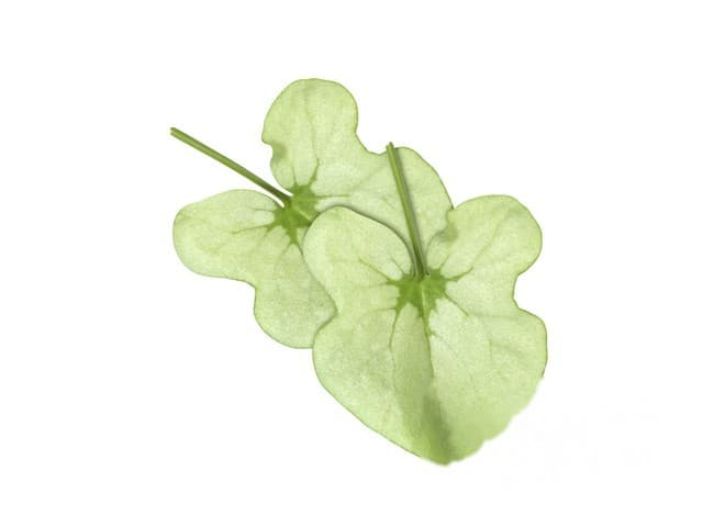 Syrha Leaves ´zilverzuring´ - Koppert Cress, Monster
