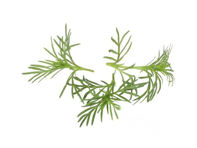 Paztizz Tops - Koppert Cress, Monster