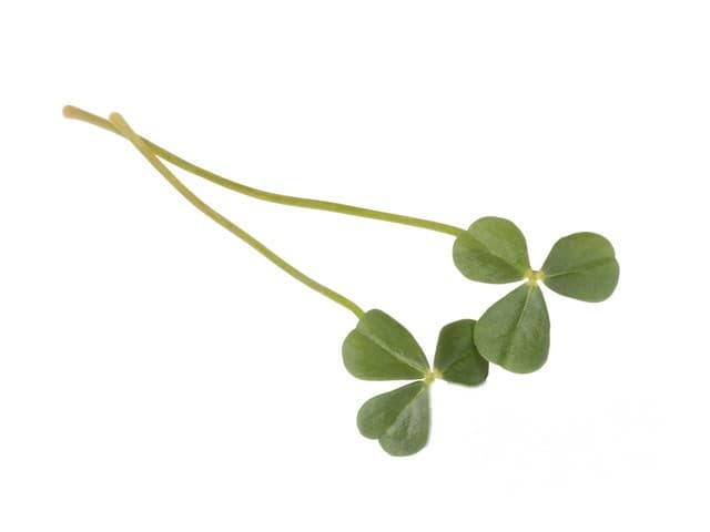 Citra Leaves - Koppert Cress, Monster