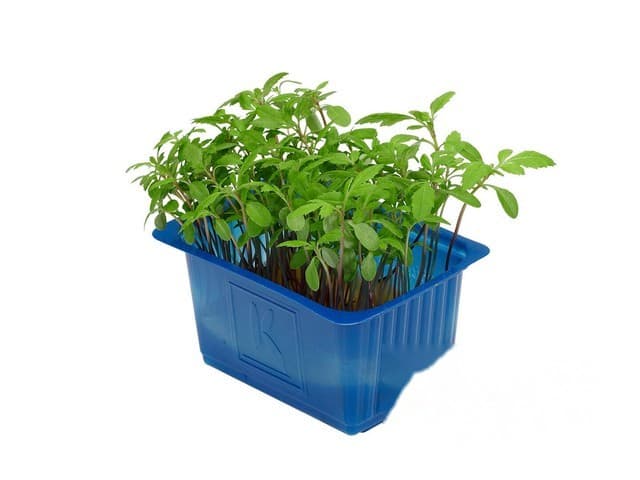 Accla Cress - Koppert Cress, Monster