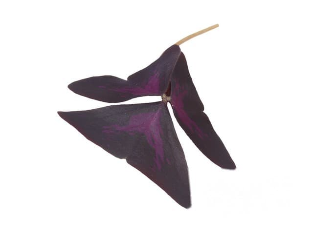 Yka Leaves- Koppert Cress, Monster