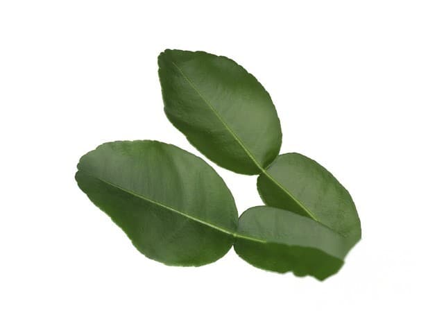Kaffir lime leaves - Koppert Cress, Monster