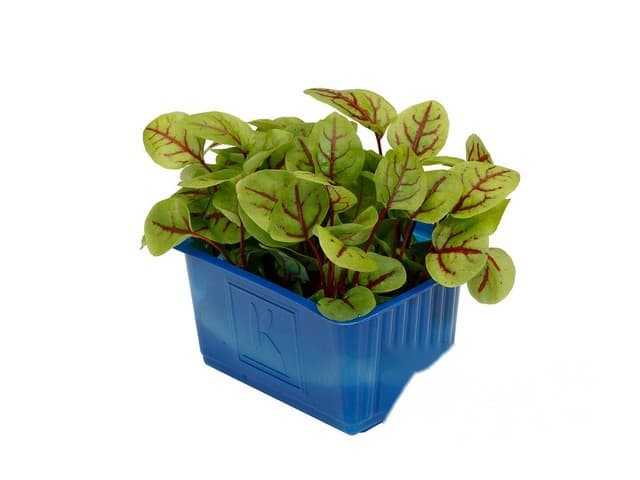 Vene Cress- Koppert Cress, Monster