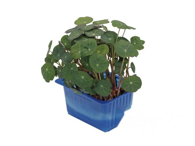 Zorri Cress - Koppert Cress, Monster
