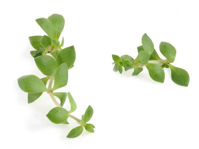 Gangnam Tops - Koppert Cress, Monster