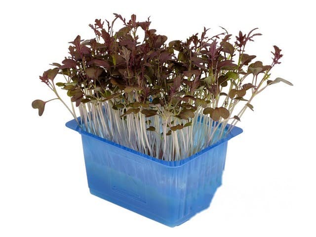 Kyona mustard cress - Koppert Cress, Monster