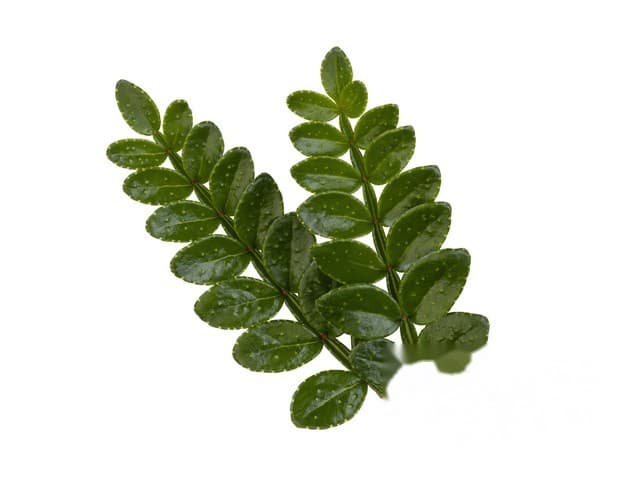 Sansho Leaves - Koppert Cress, Monster