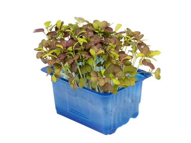 Bicolor mustard cress - Koppert Cress, Monster