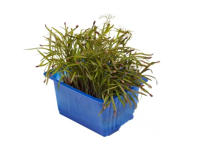 Olympia cress - Koppert Cress, Monster