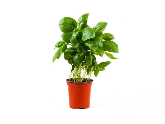Basilicum pot - België