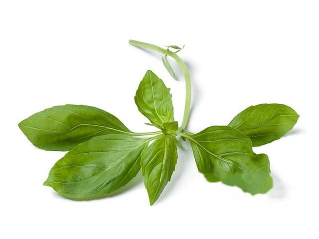 Basilicum per kg - Israel