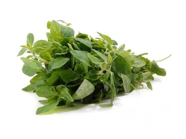 Oregano - Kenia