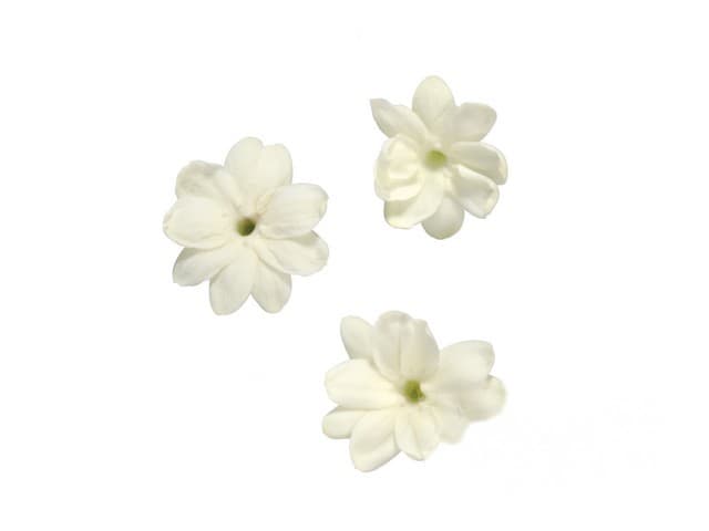 Jasmine Blossom - Koppert Cress, Monster