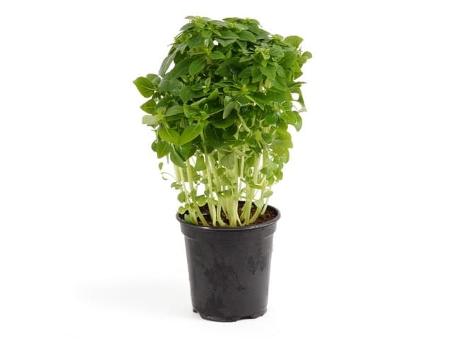 Basilicum Minette op pot -België