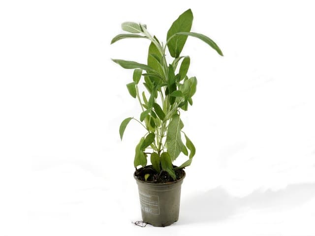 Salie pot - Nederland