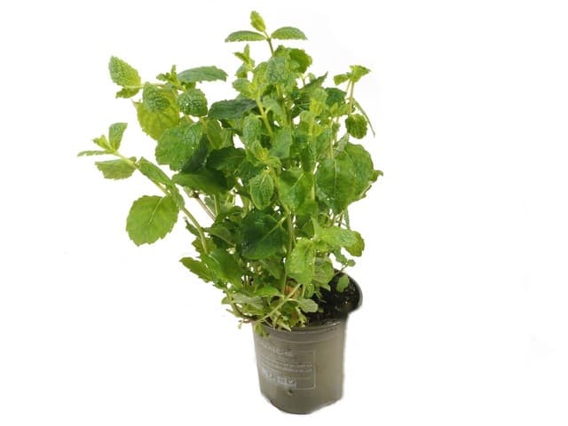 Munt pot - België