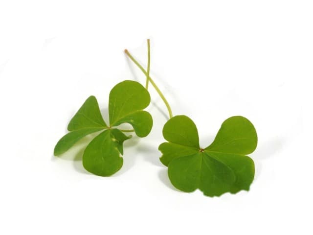 Klaverzuring fijn groen - Frankrijk