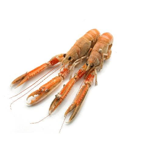 Langoustines 5/7 - Schmidt Zeevis, Rotterdam