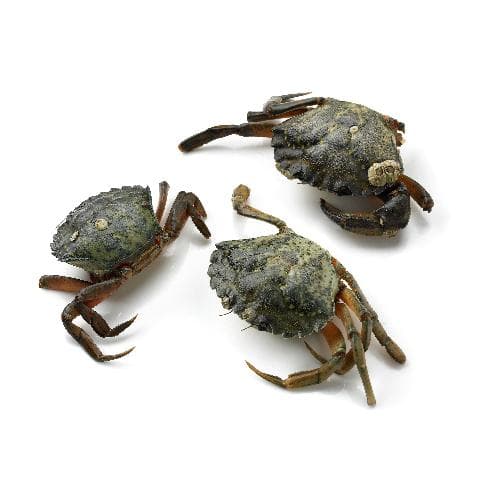 Strandkrabbetjes DV