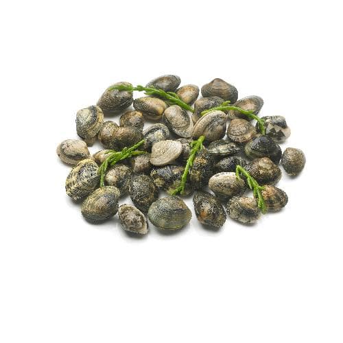 Vongole - Schmidt Zeevis, Rotterdam